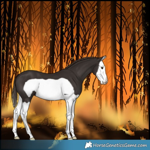 Horse Color:Liver Chestnut Splash Frame 