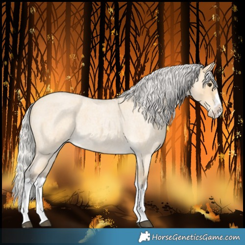 Horse Color:Silver Buckskin Roan Splash 