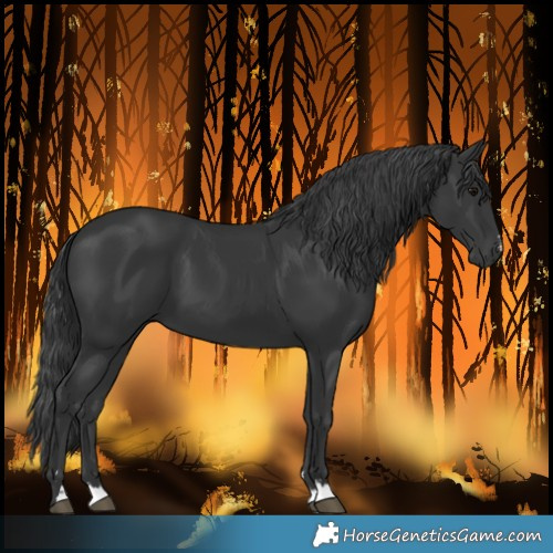 Horse Color:Black 
