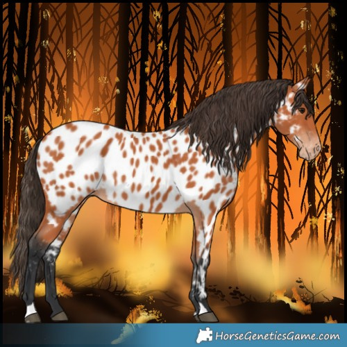 Horse Color:Bay Near Leopard