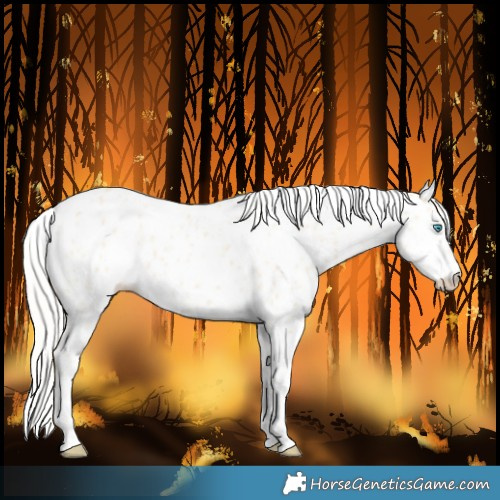 Horse Color:Cremello Leopard 