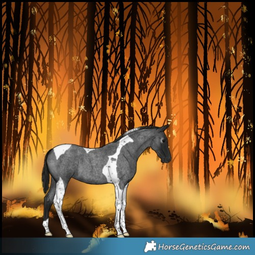 Horse Color:Gray Blue Roan Tobiano
