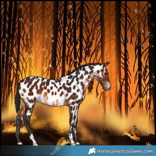 Horse Color:Gray Bay Near Leopard 