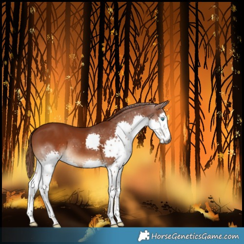 Horse Color:Gray Chestnut Splash