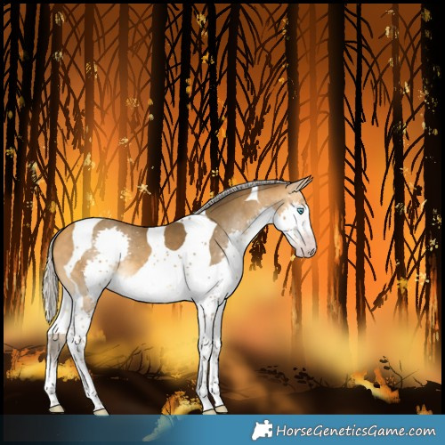 Horse Color:Gray Silver Amber Cream Champagne Splash Tobiano