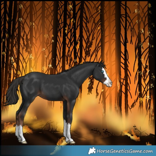 Horse Color:Liver Chestnut Splash 