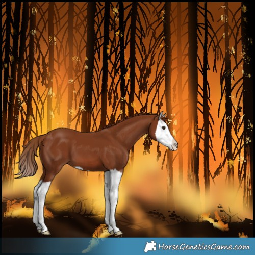 Horse Color:Chestnut Splash 