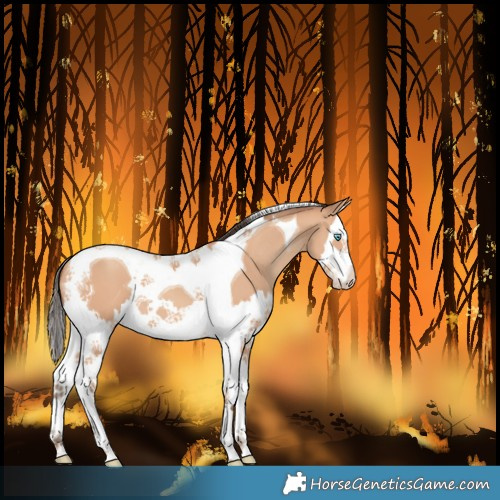 Horse Color:Amber Champagne Splash Tobiano