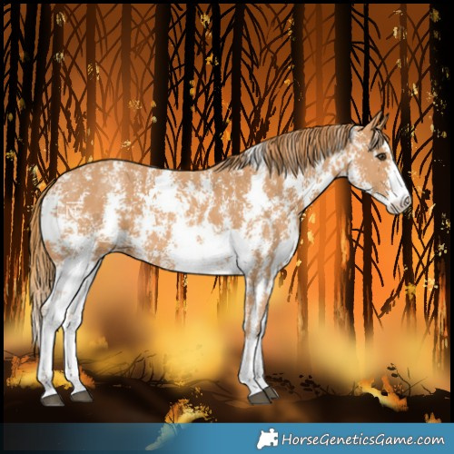 Horse Color:Chestnut Sabino