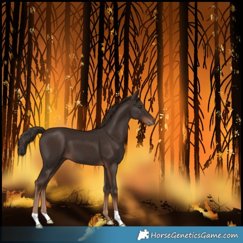 Horse Color:Liver Chestnut