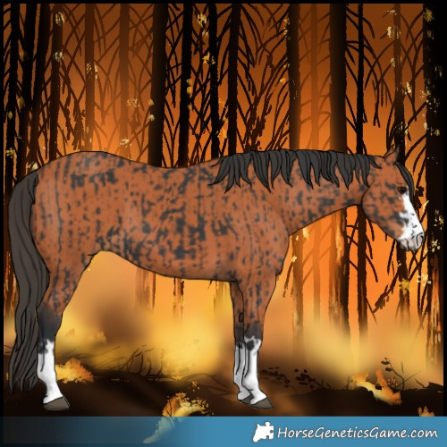 Horse Color:Black and Bay