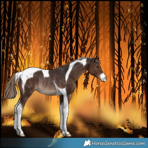 Horse Color:Liver Chestnut Tobiano Rabicano