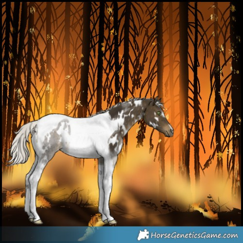 Horse Color:White Spotted Silver Buckskin Tobiano Rabicano