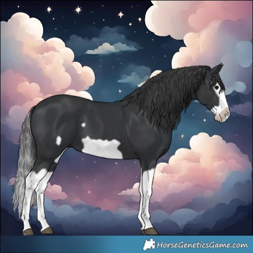 Horse Color:Black Splash Frame 