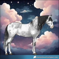 Horse Color:White Spotted Blue Roan Splash  and Blue Roan Sabino Splash 