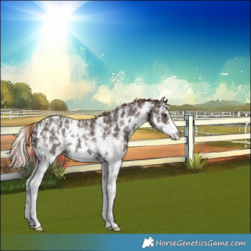 Horse Color:Liver Chestnut Sabino 