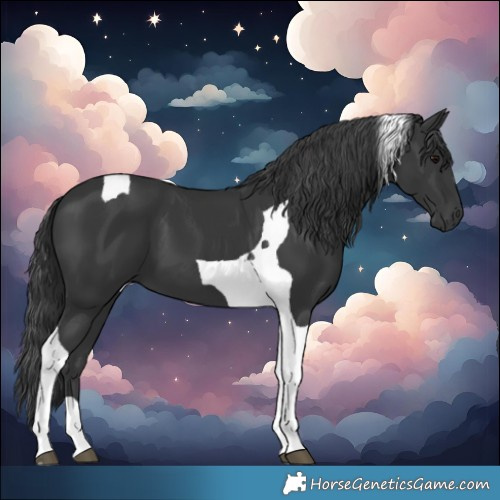 Horse Color:Black Tobiano 