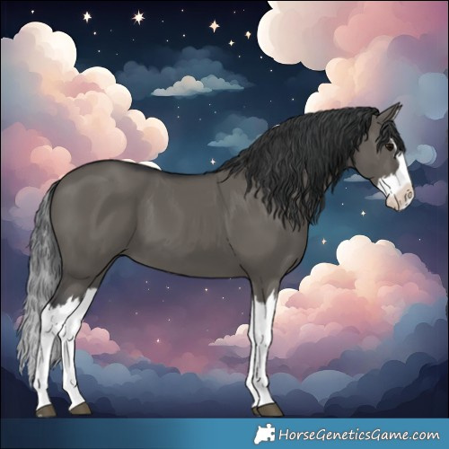 Horse Color:Grullo Splash 