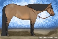 Horse Color:Bay Dun