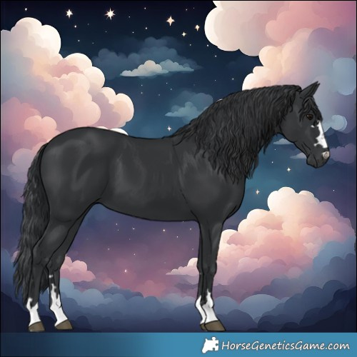 Horse Color:Black 