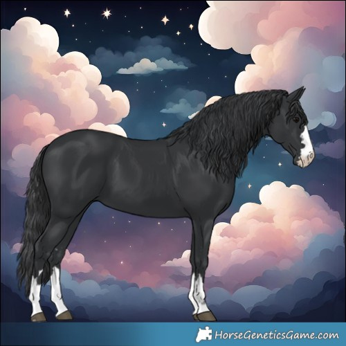 Horse Color:Black 