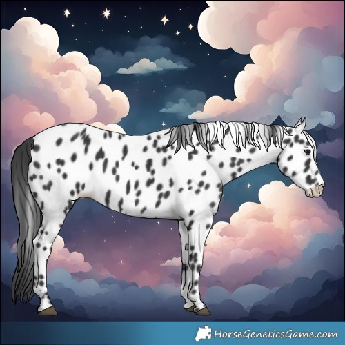 Horse Color:Black Near Leopard 