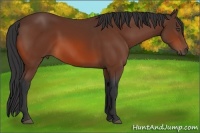 Horse Color:Bay 