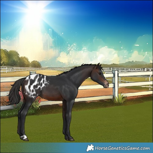 Horse Color:Brown Blanket 