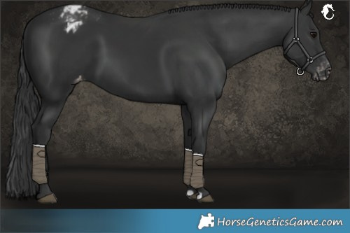 Horse Color:Unknown 