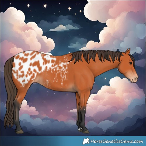 Horse Color:Bay Blanket 