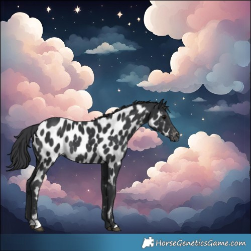 Horse Color:Black Near Leopard Rabicano