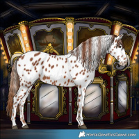 Horse Color:Chestnut Leopard