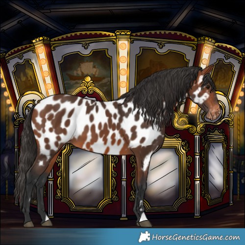 Horse Color:Bay Near Leopard 