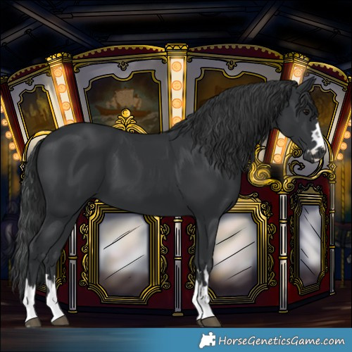 Horse Color:Black 