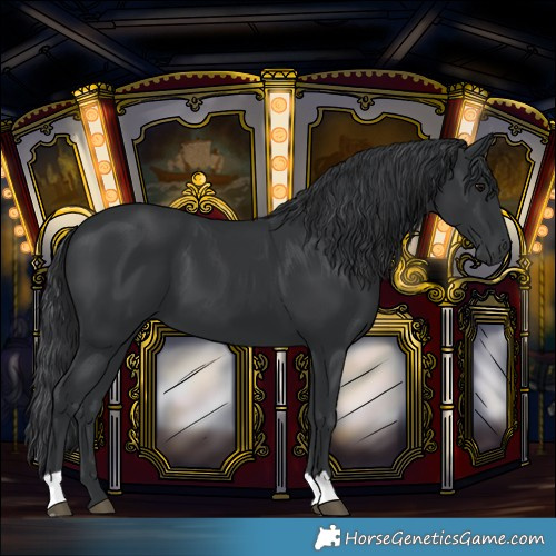 Horse Color:Black 
