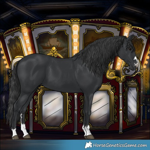 Horse Color:Black 