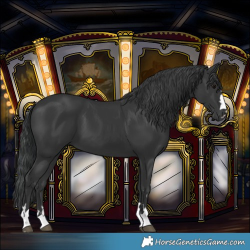 Horse Color:Black 