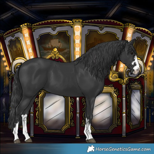 Horse Color:Black 