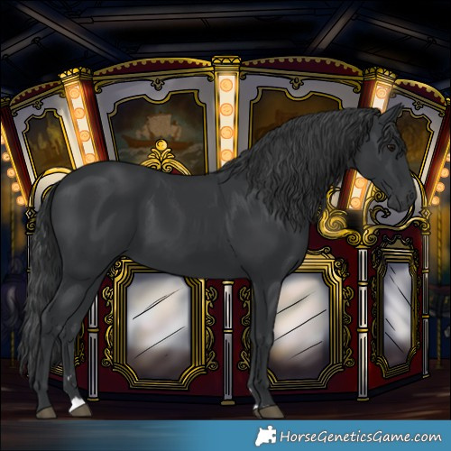 Horse Color:Black 