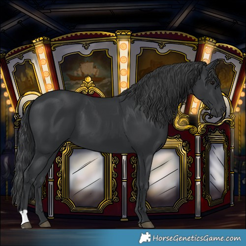 Horse Color:Black 