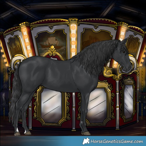 Horse Color:Black 
