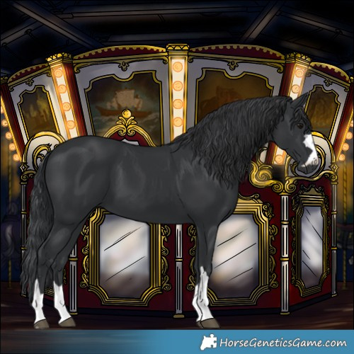 Horse Color:Black 