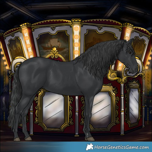 Horse Color:Black 