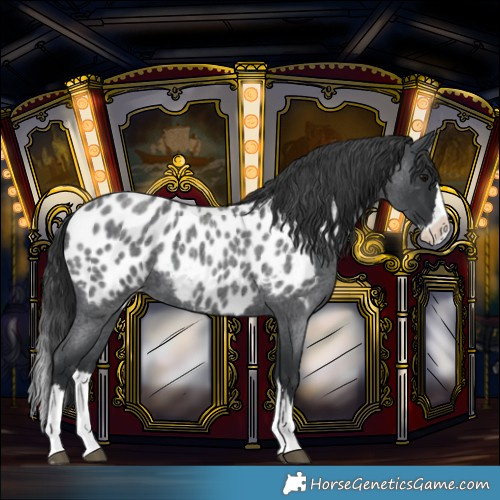 Horse Color:Blue Roan Splash Near Leopard 