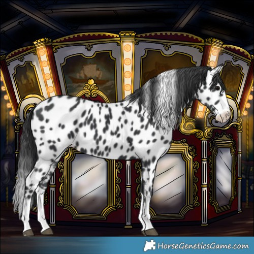 Horse Color:Black Splash Leopard 