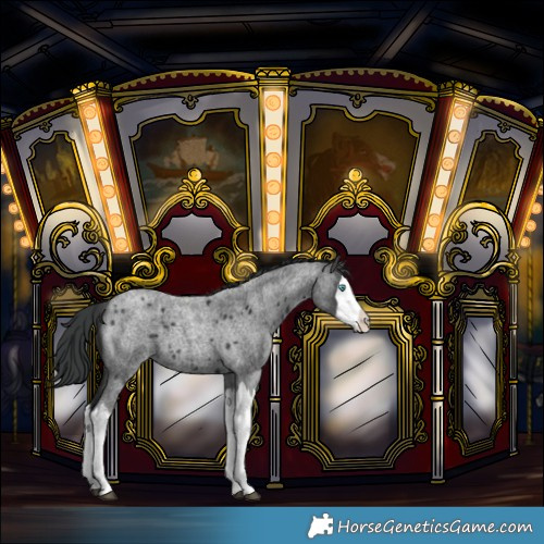 Horse Color:Blue Roan Splash 