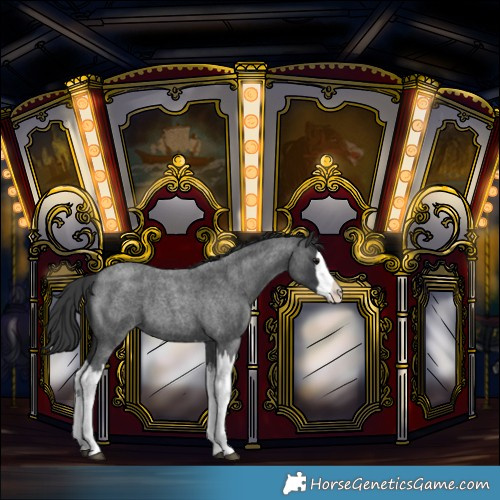 Horse Color:Blue Roan Splash