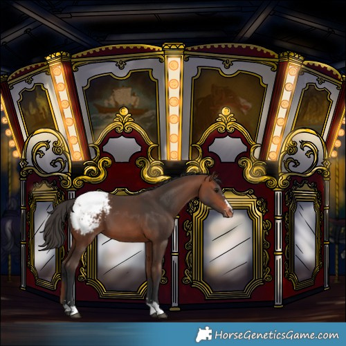 Horse Color:Bay Snowcap 