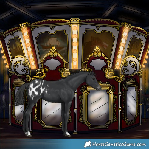 Horse Color:Black Blanket 