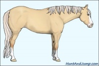 Horse Color:Silver Amber Champagne Dun Sabino Splash